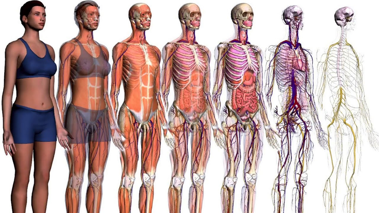Fit / Рацион питания и спорт